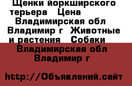 Щенки йоркширского терьера › Цена ­ 14 000 - Владимирская обл., Владимир г. Животные и растения » Собаки   . Владимирская обл.,Владимир г.